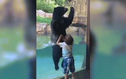 Thích thú xem gấu đen nhảy múa cùng cậu bé 5 tuổi trong vườn thú