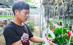 Đà Nẵng: Trồng hoa chậu mini công nghệ cao, kiếm bộn tiền