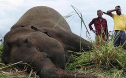 Sri Lanka: Hàng loạt voi bỗng lăn ra chết