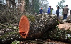 Bao giờ sẽ diễn ra phiên đấu giá lần 3 lô gỗ sưa trăm tỷ ở Hà Nội?