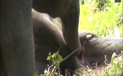 Đau lòng cảnh voi con cố lay voi mẹ đã chết nghi bị đầu độc
