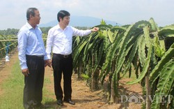 Trung Quốc cấm xuất khẩu tiểu ngạch, thanh long Bình Thuận gặp khó