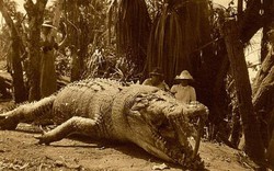 Người phụ nữ hạ cá sấu khổng lồ dài 8,6 mét bằng một phát đạn