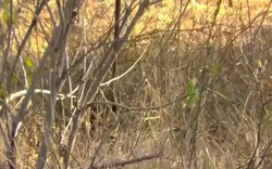 Video: Cầy mangut nhảy cao, quyết lôi rắn mamba kịch độc xuống ăn thịt