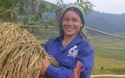 Mùa vàng trên thung lũng "tu tiên" Lũng Vân nơi Tây Bắc