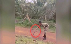 Hổ mang chúa bị binh sĩ Malaysia thu phục theo cách chưa từng thấy