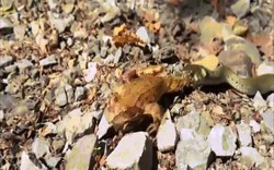 Video: Giây phút bi thống cuối cùng của con mồi trước khi bị rắn nuốt chửng