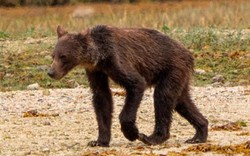 Bắt gặp gấu xám gầy trơ xương thảm hại lê bước đi kiếm ăn ở Canada