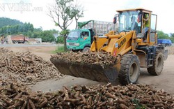 Giá nhích lên, xuất khẩu sắn Việt Nam có dấu hiệu khởi sắc