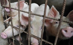 Nóng tuần qua: Giá lợn hơi bước vào giai đoạn tăng mạnh?