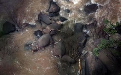 Thái Lan: Cứu voi non, 6 voi trưởng thành chết thảm ở thác tử thần