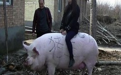 Thiếu thịt lợn, Trung Quốc "sinh ra" giống lợn khổng lồ to như gấu Bắc cực