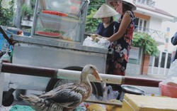 Câu chuyện kỳ lạ về tình mẫu tử của người phụ nữ bán trái cây và chú vịt biết làm nũng ở Sài Gòn