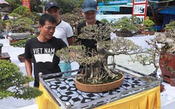 Người Việt nô nức mang sanh bonsai giá cả trăm triệu đi triển lãm