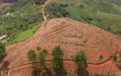 Lâm Đồng: Hàng trăm cây thông trên 20 năm tuổi lại bị cưa hạ