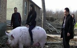 Khan hiếm thịt, Trung Quốc nhân giống lợn “siêu to khổng lồ”