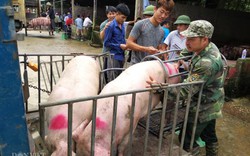 Giá lợn hơi tăng "chóng mặt", nông dân nôn nóng tái đàn