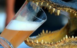 Tra tay vào còng vì ép cá sấu uống bia