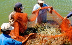 Làm thế nào để tôm, cá, củ, quả...Việt bán chạy ở “chợ” thế giới?