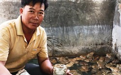 Khánh Hòa: Nuôi ếch ộp ở chuồng heo cũ kiếm gần 20 triệu/tháng
