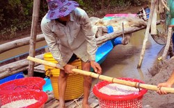 Cà Mau: Ra biển trúng cả tấn ruốc, ngư dân kiếm tiền triệu/ngày