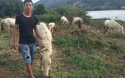 Gia Lai: Đàn ngựa mắt đỏ hàng tỷ đồng trên "ốc đảo" của trai 8X