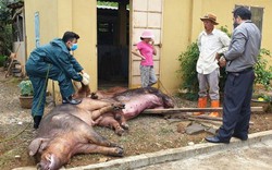 Lâm Đồng: Dân thiệt hại hơn 156 tỷ đồng vì dịch tả lợn châu Phi
