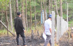 Đà Lạt: Giải tỏa nóng khu vực đất rừng bị phân lô, bán nền