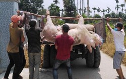 Khánh Hòa: Liên tiếp tiêu hủy 2.000 con lợn nhiễm dịch tả châu Phi