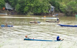 Đồng Tháp: Mùa cá ra sông, dân bắt vài chục ký cá linh, cá lăn/ngày