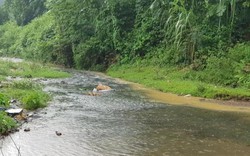 Dân HN khốn khổ vì nước có mùi lạ: Do chất thải từ đầu nguồn sông Đà?
