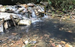 Lãnh đạo nhà máy nước sông Đà thừa nhận có váng dầu ở nước đầu nguồn