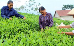 Việt-Trung bắt tay tiêu thụ chè, cà phê: Chờ doanh nghiệp khai phá