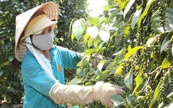 Chủ yếu xuất khẩu dạng thô, hồ tiêu Việt khó phát triển bền vững