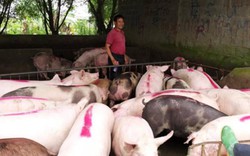 Cả nước còn 24-25 triệu con lợn, không lo thiếu thịt dịp Tết