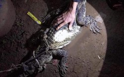 Bình Dương: Cá sấu sổng chuồng bò vào nhà dân bắt gà