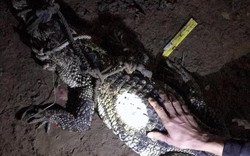 Bình Dương: Hoảng hồn-cá sấu hoang từ sông Đồng Nai bò vào nhà