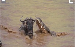 Lội sông bị cá sấu khổng lồ chặn đớp, linh dương đầu bò vẫn thoát hiểm khó tin