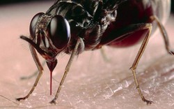 Con ruồi nguy hiểm nhất hành tinh, người bị đốt có thể mất mạng