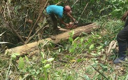 Khởi tố vụ lâm tặc ngang nhiên phá rừng, chính quyền không biết