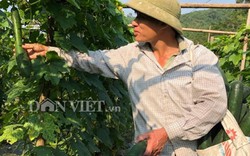 Huyện Kỳ Sơn (Hòa Bình): Dân đổi đời nhờ trồng bạt ngàn bí xanh