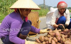 Hòa Bình: Dân hối hả thu hoạch đặc sản khoai lang Ba Khan
