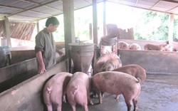 Nông dân lo mất mùa heo Tết vì dịch tả lợn châu Phi bủa vây