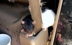 Kinh hoàng người phụ nữ sống chung với hơn 300 con chuột