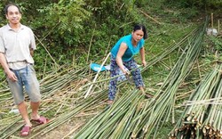 Hơn 130 hộ dân tộc thiểu số đua nhau viết đơn xin thoát nghèo