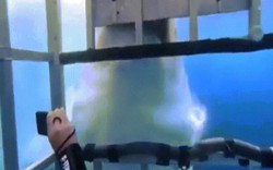 Video: Cá mập trắng khổng lồ hơn 5 mét tấn công tới tấp lồng thép có phụ nữ