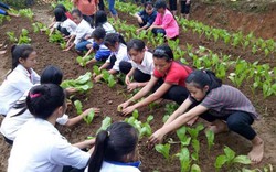 Nghệ An: Vựa rau xanh, sạch cho học sinh bán trú vùng biên