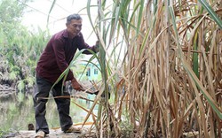 Lãi thấp “bóp nghẹt” cây mía, nông dân càng trồng càng nghèo