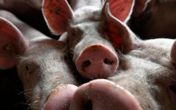 Sau một năm, thịt lợn đã trở thành món ăn xa xỉ với dân nghèo Trung Quốc