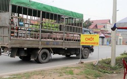 Vì sao không được xuất tiểu ngạch lợn sang Trung Quốc?